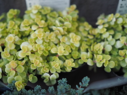 P5302067(1).JPG
