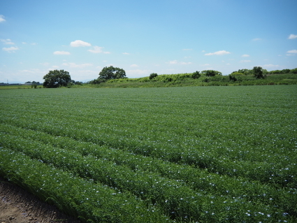 P7090434(1).JPG